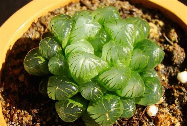 冰燈玉露怎么澆水，多肉冰燈玉露怎么養?