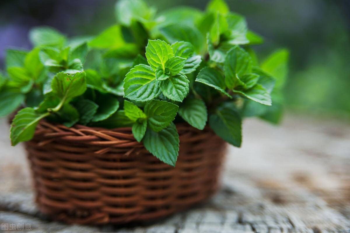 薄荷分株繁殖方法，薄荷自己會(huì )分株嗎，多肉植物的扦插方法?