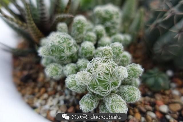 多肉白鳥(niǎo)怎么施肥，白鳥(niǎo)多肉爆盆?