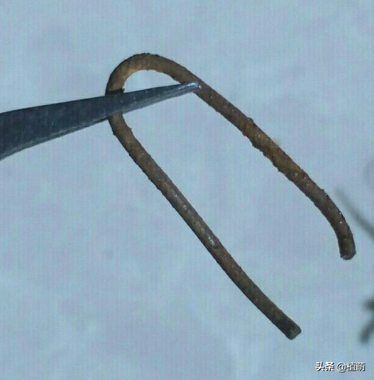 愛(ài)之蔓怎么繁殖，愛(ài)之蔓怎么爆盆?