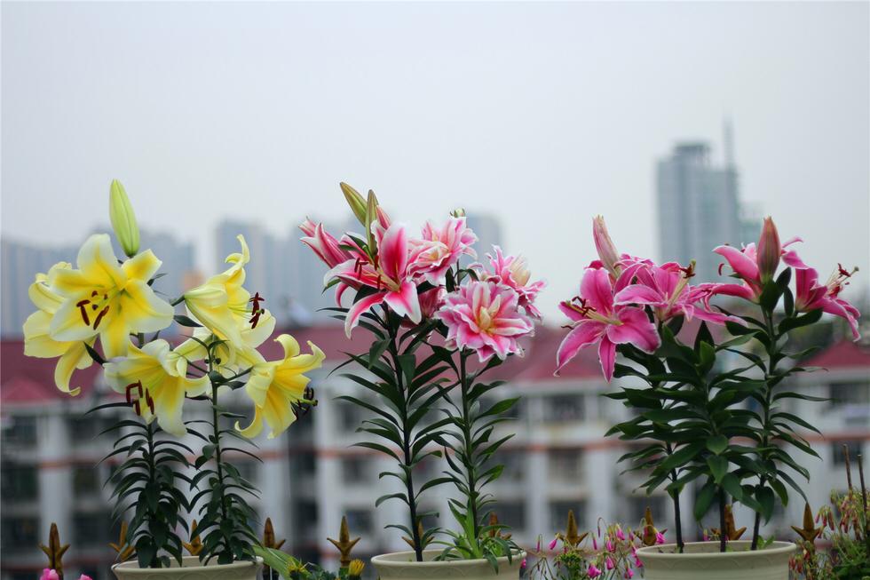 百合換盆后枯萎了的原因，怎么解決，茶花換盆后掉葉怎么辦?