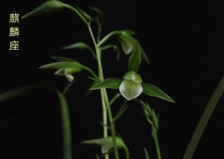 寒蘭怎么施肥，細葉寒蘭?