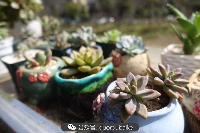 多肉白鳥(niǎo)怎么施肥，白鳥(niǎo)多肉爆盆?