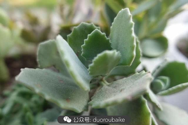 多肉白鳥(niǎo)怎么施肥，白鳥(niǎo)多肉爆盆?