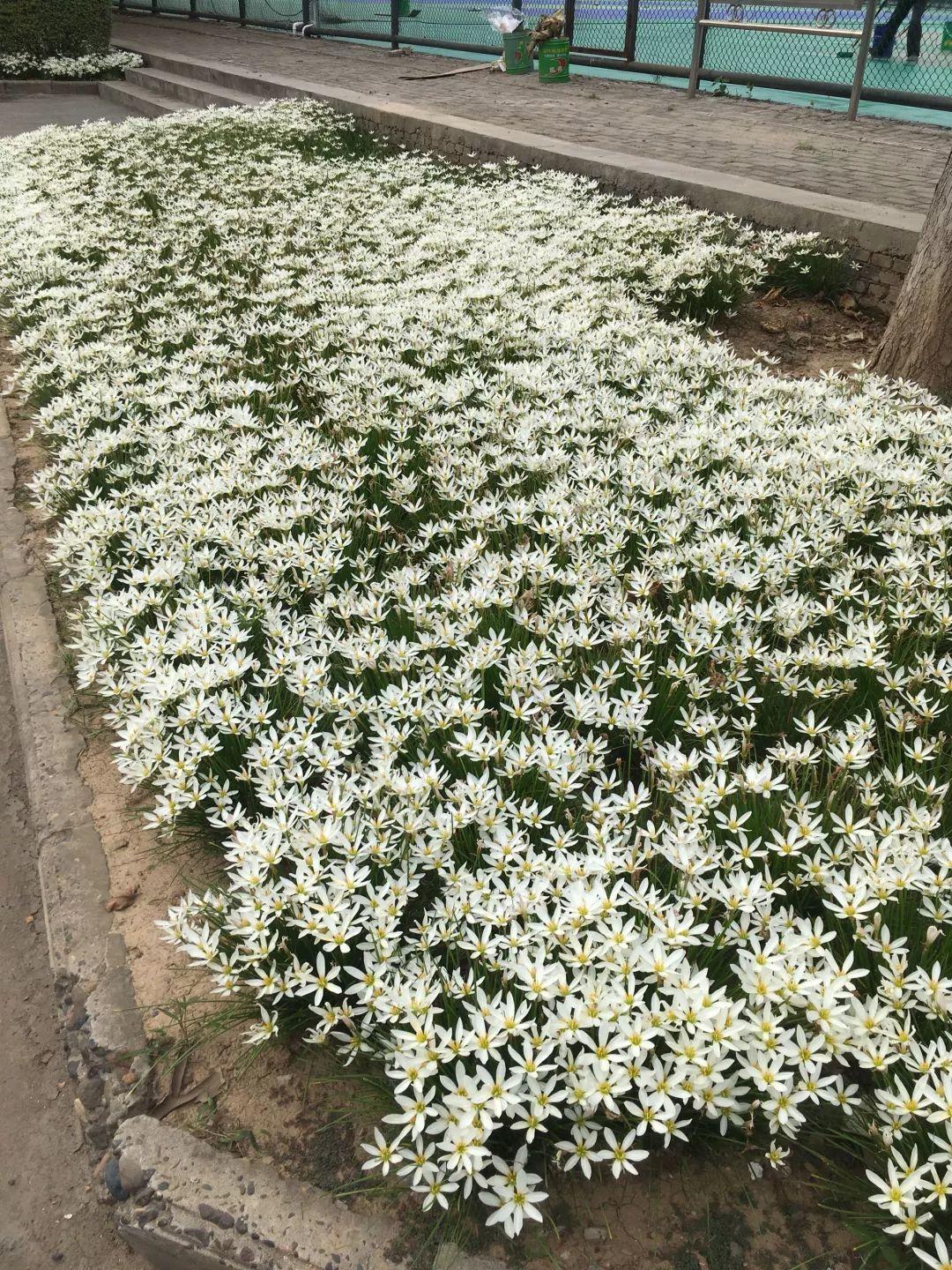 蔥蘭什么時(shí)候開(kāi)花，蔥蘭和韭蘭的區別?