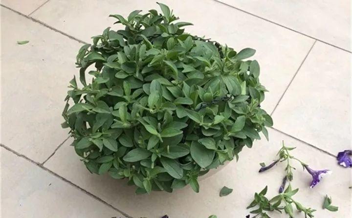 矮牽牛在什么季節開(kāi)花，矮牽牛開(kāi)花后要打頂嗎?