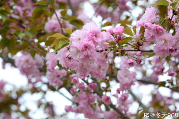 百萬(wàn)小鈴的繁殖方法，什么時(shí)候扦插，發(fā)財樹(shù)什么時(shí)候扦插好?