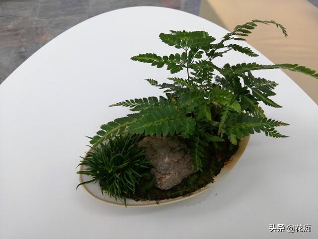 菖蒲盆景怎么過(guò)冬?，新手如何養菖蒲?