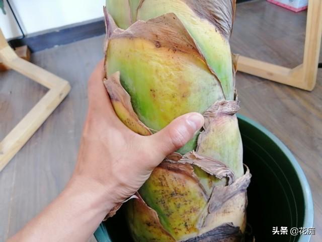 地涌金蓮開(kāi)花后怎么處理，爛莖了怎么辦，地涌金蓮花后怎么處理?