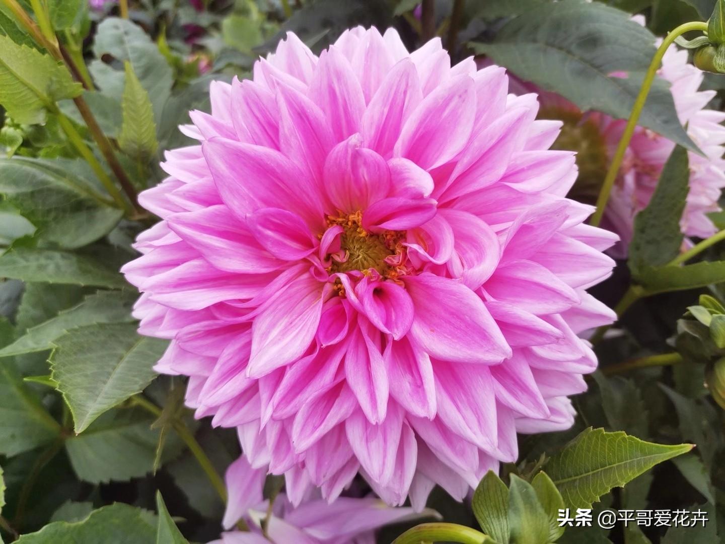 大麗花怎么過(guò)冬，冬天用挖出來(lái)嗎，大麗花能活幾年?