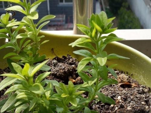 百萬(wàn)小鈴怎么修剪，如何快速復花，小玫瑰花謝了怎么修剪?