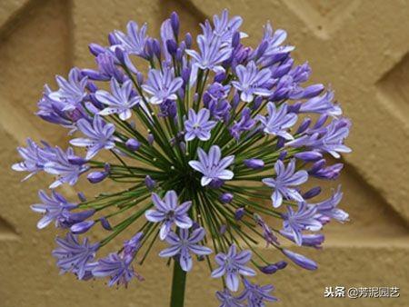 百子蓮怎么過(guò)冬，百子蓮北方室內過(guò)冬?