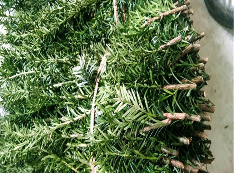 曼地亞紅豆杉怎么修剪，曼地亞紅豆杉好養嗎?