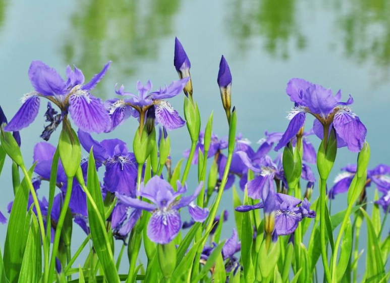 百萬(wàn)小鈴的繁殖方法，什么時(shí)候扦插，發(fā)財樹(shù)什么時(shí)候扦插好?