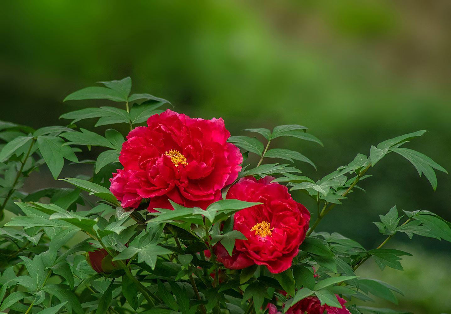 桂花是哪個(gè)城市的市花，開(kāi)花季節，桂花是哪個(gè)季節開(kāi)花?