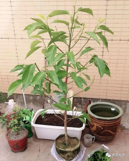 白蘭花什么時(shí)候開(kāi)花，地栽白蘭花過(guò)冬?