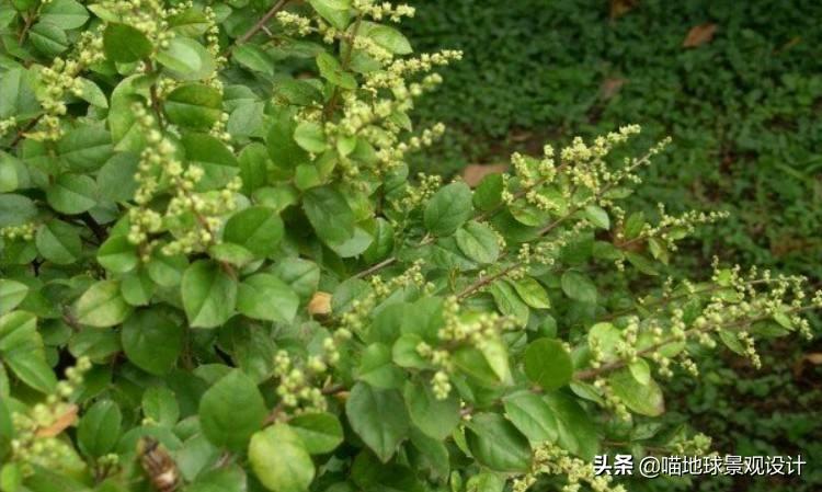 長(cháng)春蔓開(kāi)花嗎，長(cháng)春蔓和常春藤一樣嗎?
