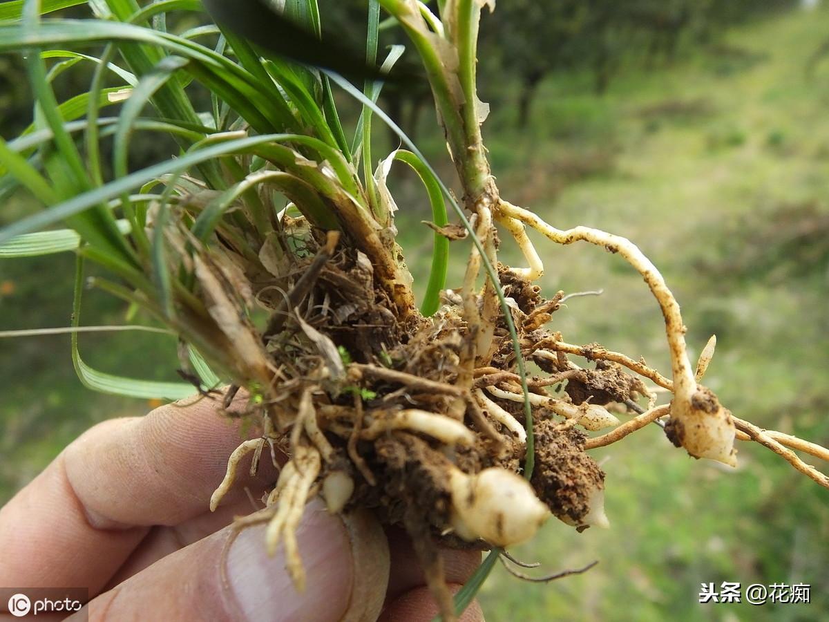 菖蒲盆景怎么過(guò)冬?，新手如何養菖蒲?