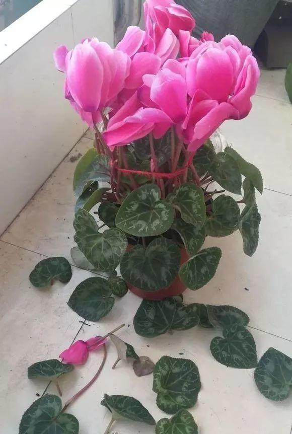 長(cháng)壽花花謝后如何修剪，怎么處理，杜鵑花花謝后怎樣修剪?