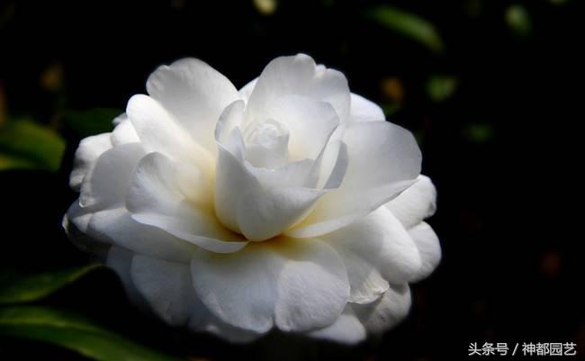 如何使茶梅在元旦開(kāi)花，茶梅開(kāi)白花怎么辦?