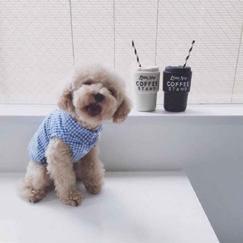 泰迪怕冷還是怕熱(泰迪夏天怎么過(guò))