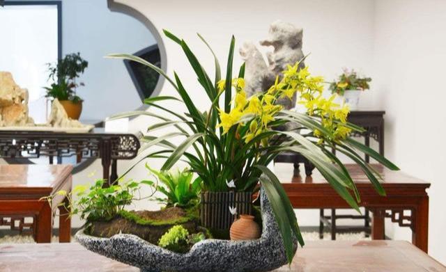 春蘭怎么施肥，春蘭施什么肥比較好?