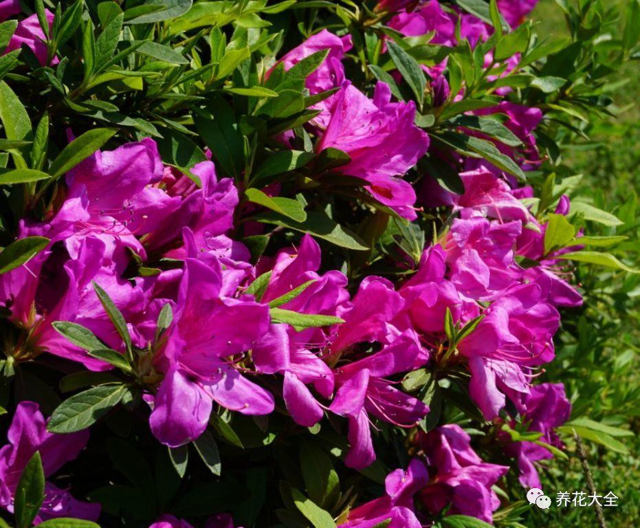 怎么讓杜鵑花開(kāi)花，開(kāi)花前用什么肥，什么肥能讓花卉快速生長(cháng)?