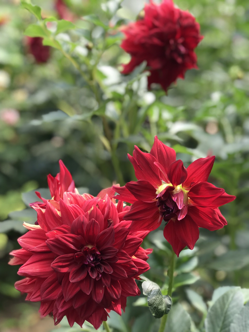 如何使大麗花在圣誕開(kāi)花，大麗花能活幾年?