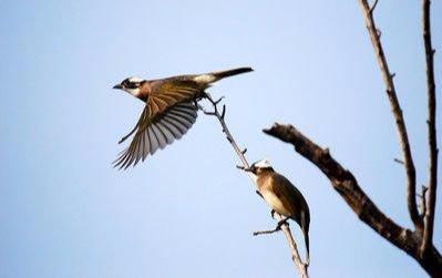 白頭翁的繁殖方法，白頭翁怎么分公母?