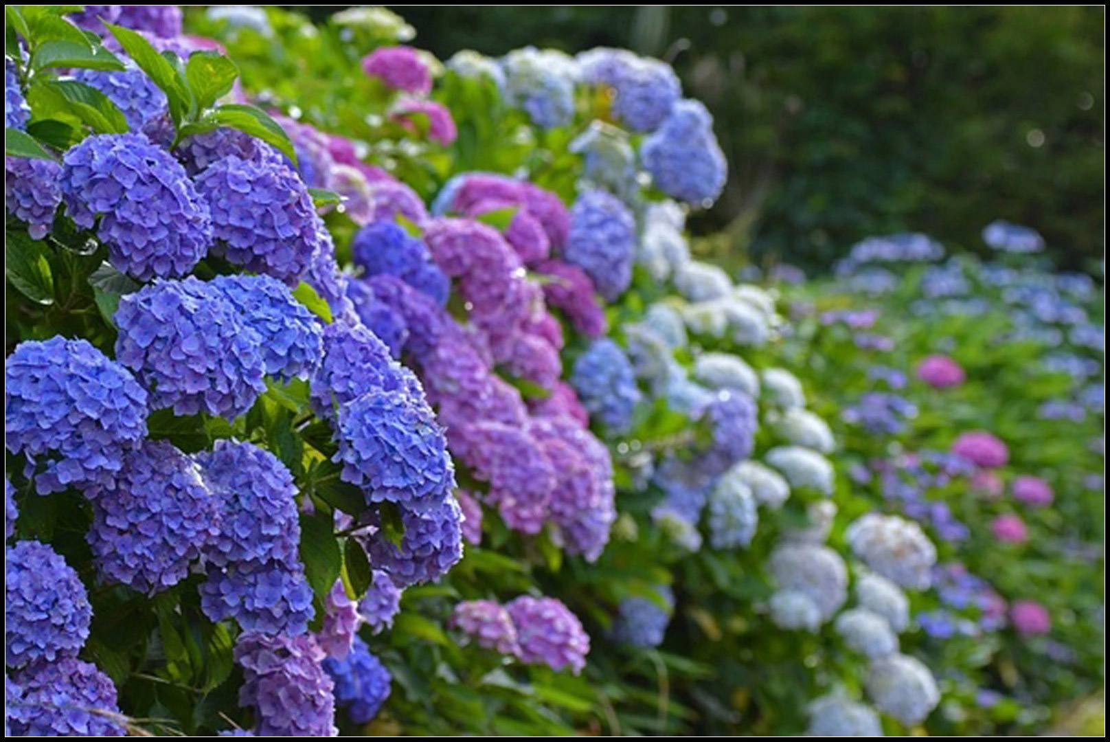 八仙花怎么不開(kāi)花，八仙花圖片?