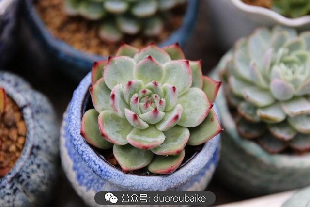 多肉白鳥(niǎo)怎么施肥，白鳥(niǎo)多肉爆盆?