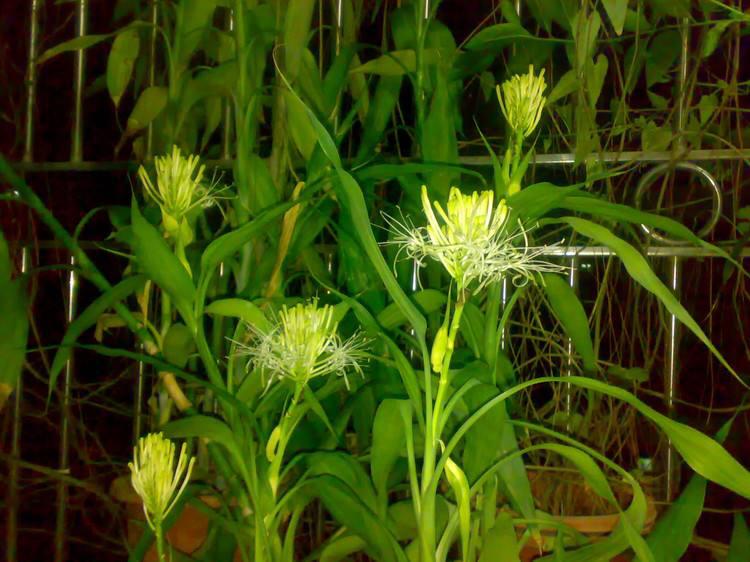 土養富貴竹長(cháng)得太高了怎么辦，土養富貴竹怎么修剪，水培富貴竹可以土養嗎?