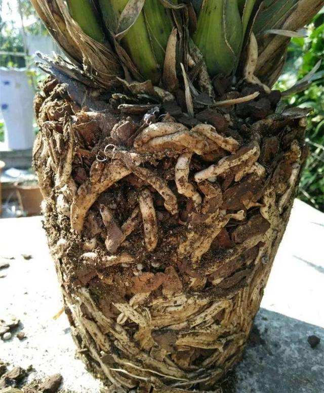 大花蕙蘭如何換盆，怎么分株，大花蕙蘭幾月份換盆?