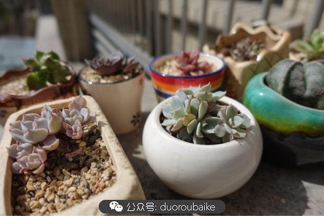 多肉白鳥(niǎo)怎么施肥，白鳥(niǎo)多肉爆盆?