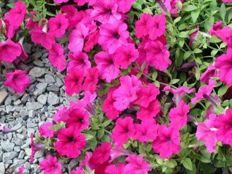 矮牽牛怎么打頂，矮牽牛能活幾年?