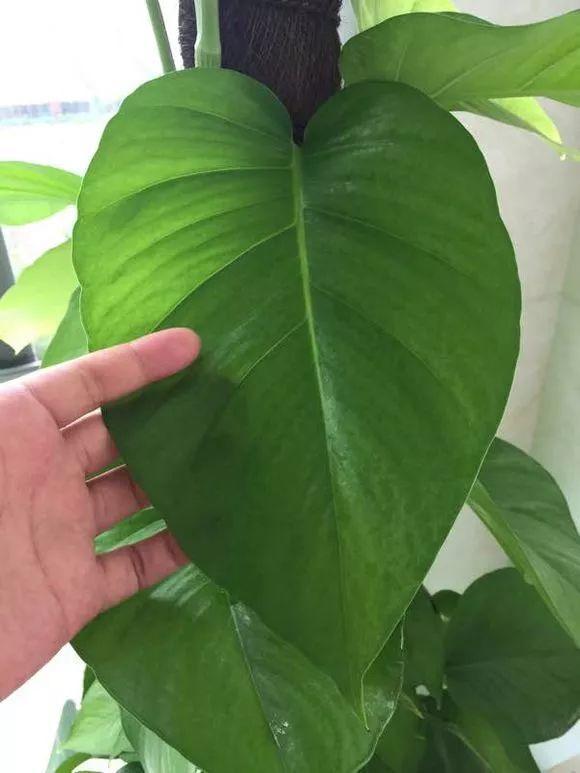 長(cháng)壽花施肥方法，用什么肥好，長(cháng)壽花用什么肥好什么時(shí)候施肥合適?