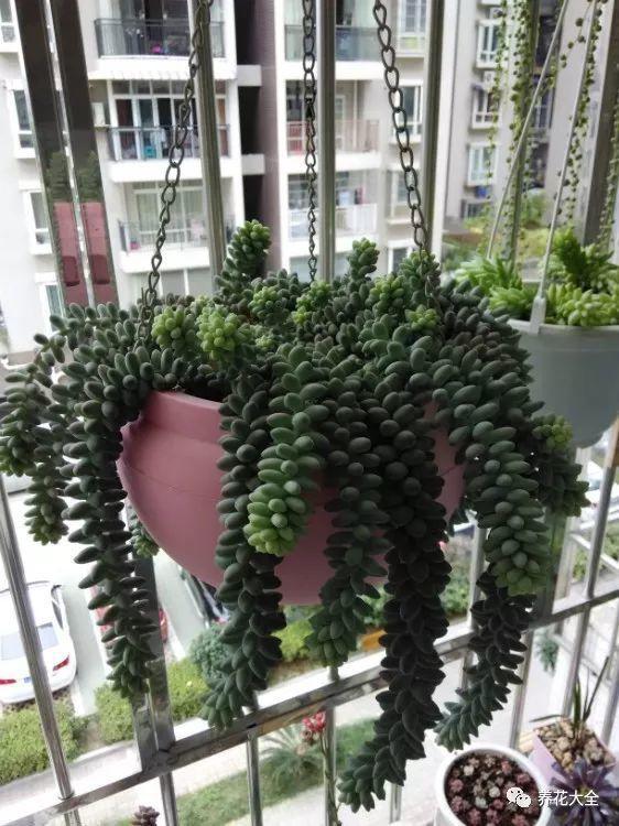 百萬(wàn)小鈴的繁殖方法，什么時(shí)候扦插，金魚(yú)吊蘭的扦插方法和注意事項?