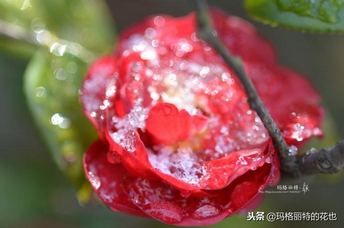 如何使茶梅在圣誕開(kāi)花，茶梅開(kāi)白花怎么辦?
