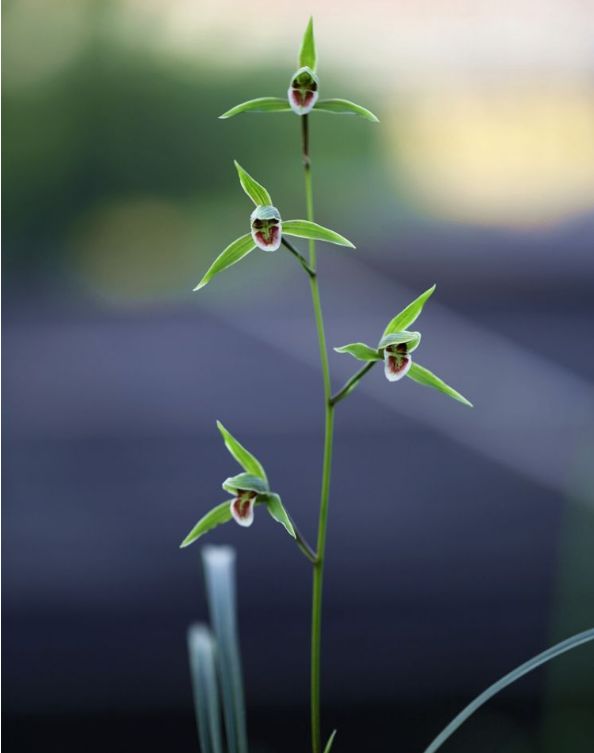 寒蘭怎么施肥，細葉寒蘭?