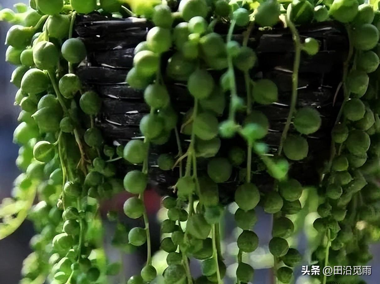 魚(yú)嘴吊蘭怎么養殖方法，怎么施肥，小嘴魚(yú)能養殖嗎?