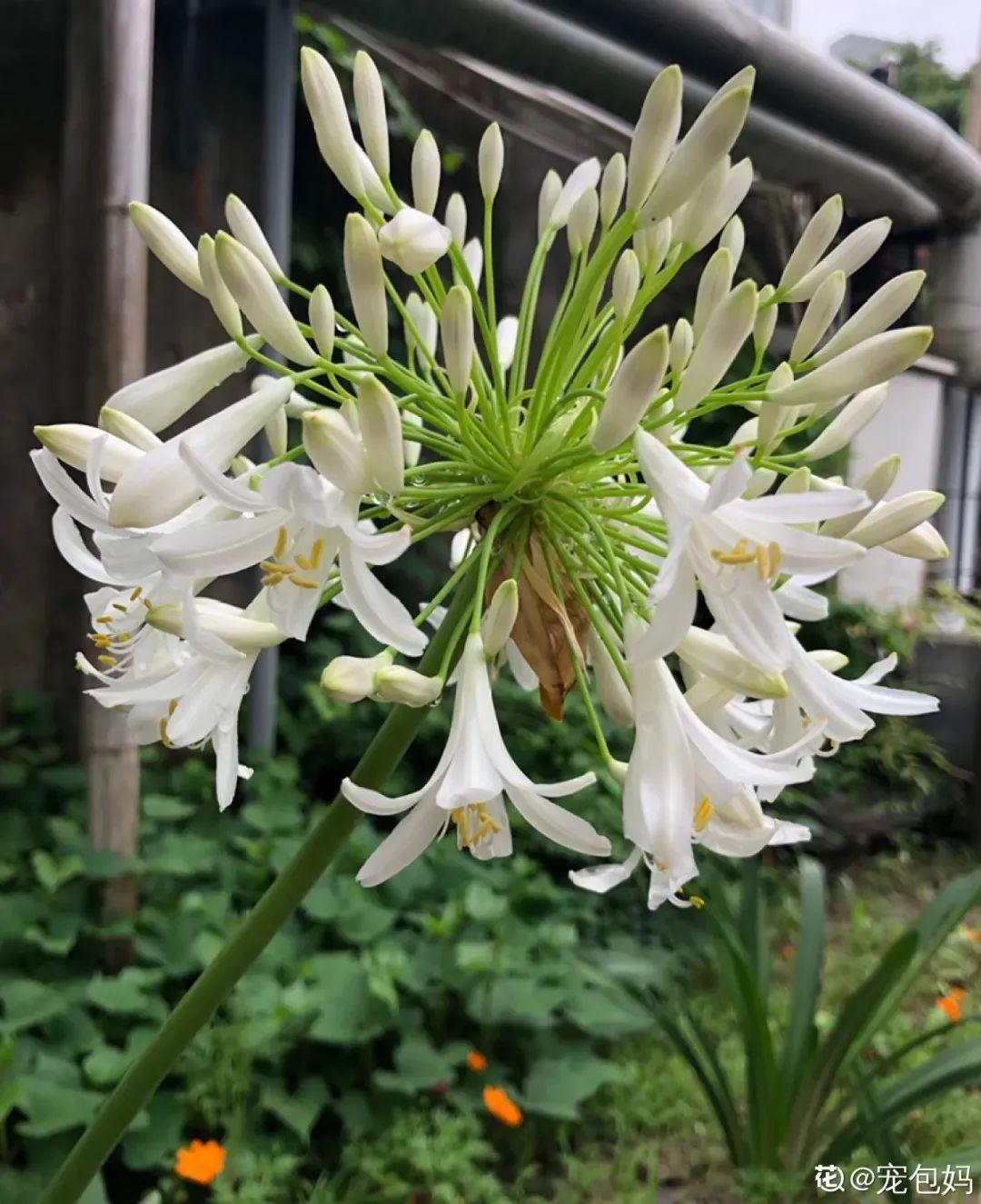 百子蓮怎么過(guò)冬，百子蓮冬天會(huì )凍死嗎?