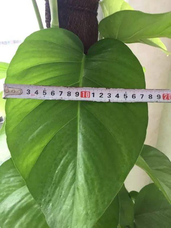 長(cháng)壽花施肥方法，用什么肥好，長(cháng)壽花用什么肥好什么時(shí)候施肥合適?