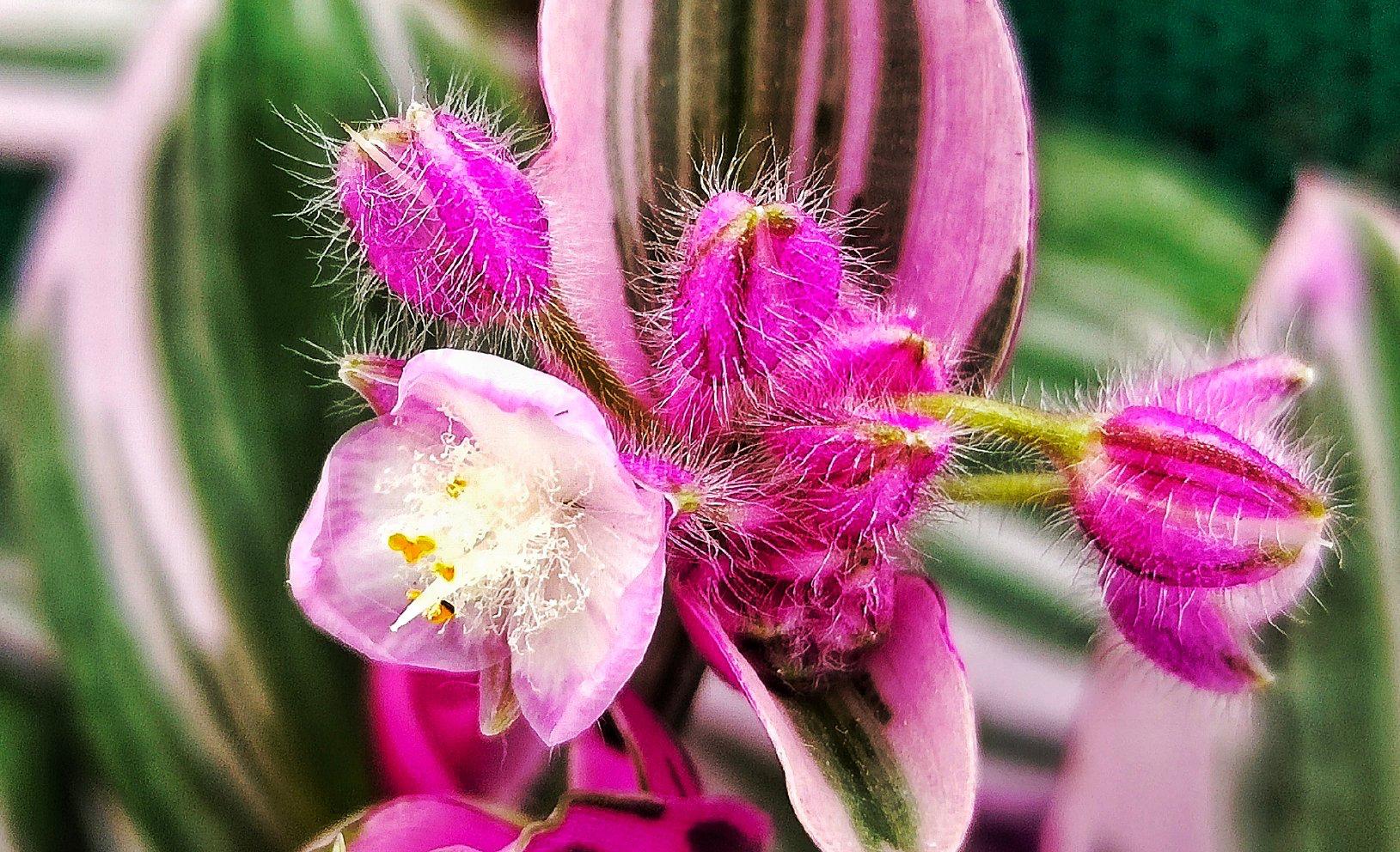 油畫(huà)吊蘭怎么養，怎么扦插，吊蘭扦插方法圖解?