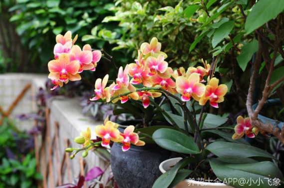 百萬(wàn)小鈴的繁殖方法，什么時(shí)候扦插，發(fā)財樹(shù)什么時(shí)候扦插好?