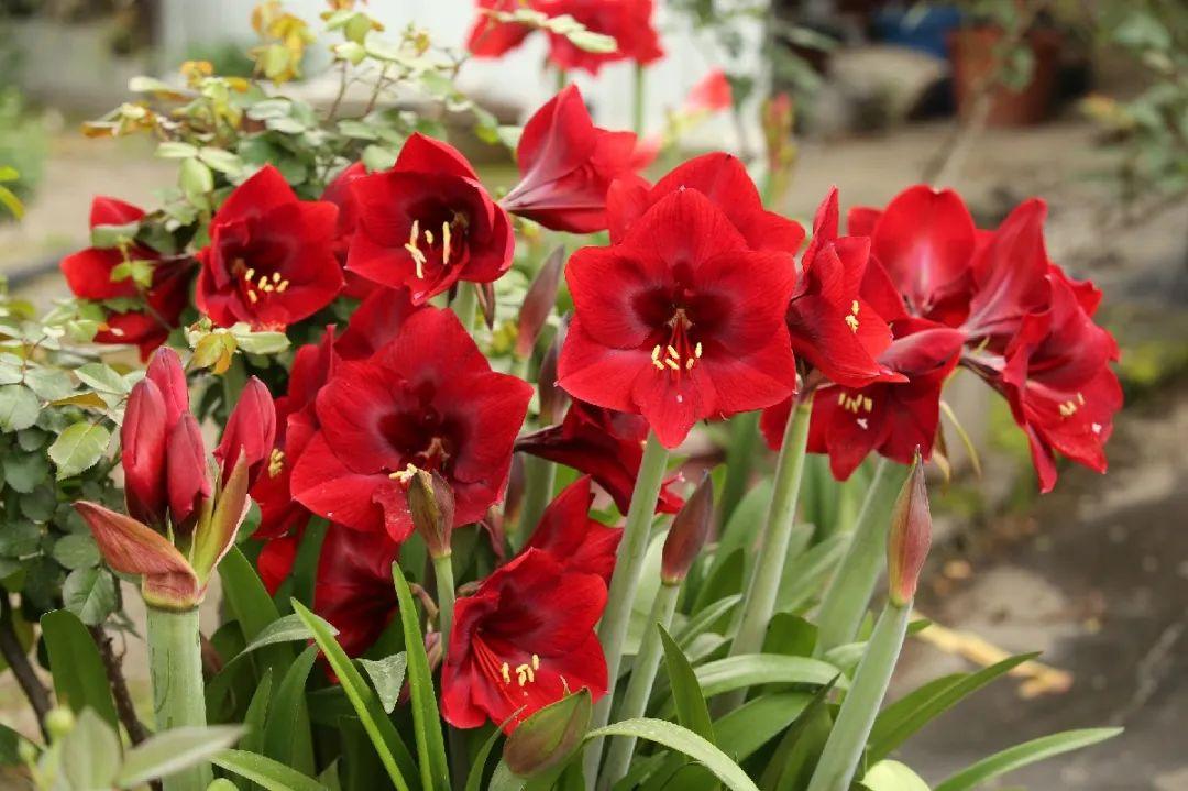 落地生根怎么澆水，落地生根盆栽怎么養?