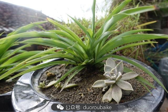 多肉白鳥(niǎo)怎么施肥，白鳥(niǎo)多肉爆盆?