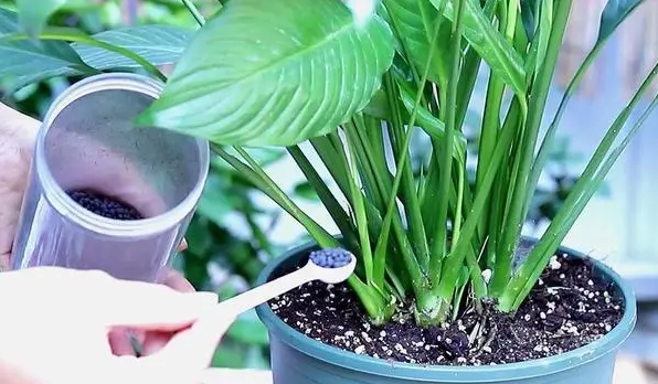 白掌葉子長(cháng)勢茂盛就是不開(kāi)花的原因，形容花草長(cháng)得十分茂盛?