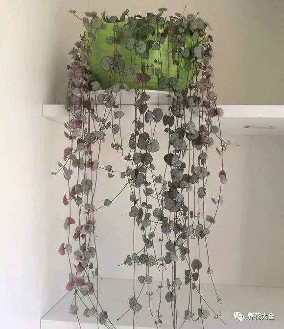 冰燈玉露怎么繁殖，冰燈玉露怎么爆盆?