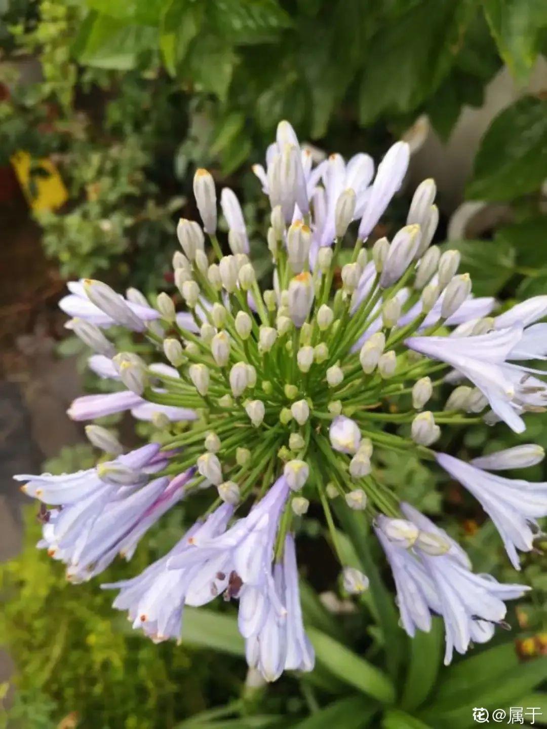 百子蓮怎么過(guò)冬，百子蓮冬天會(huì )凍死嗎?