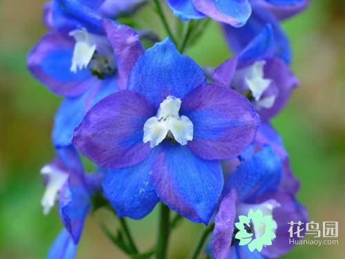 翠雀的繁殖方法，翠雀?